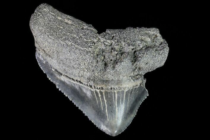 Juvenile Megalodon Tooth - Georgia #75428